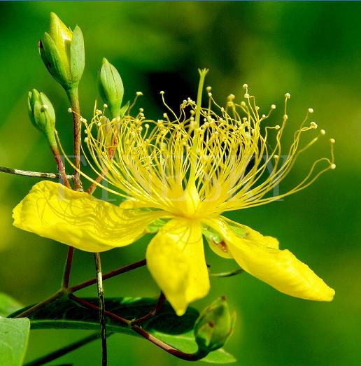 St.John's wort extract