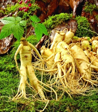 ginseng extract