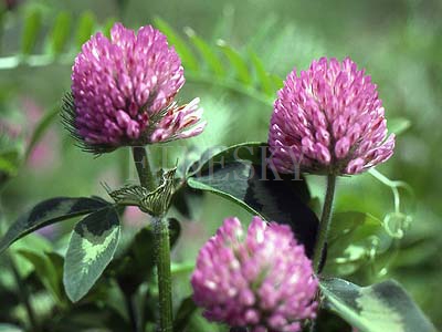 red clover extract