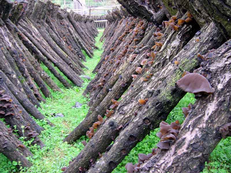 Auricularia polytricha