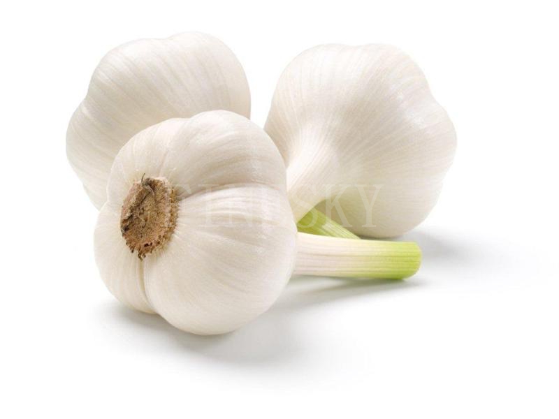 Garlic extract