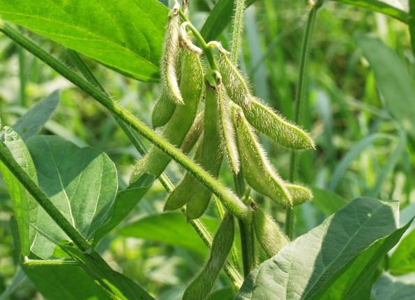 Soybean extract